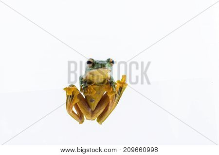 Black-webbed flying tree frog Rhacophorus kio on white background