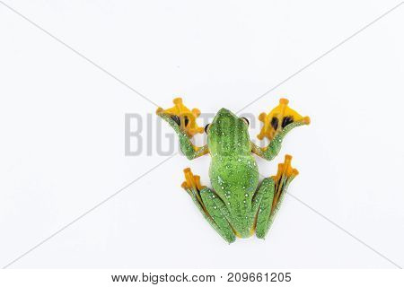 Black-webbed flying tree frog Rhacophorus kio on white background