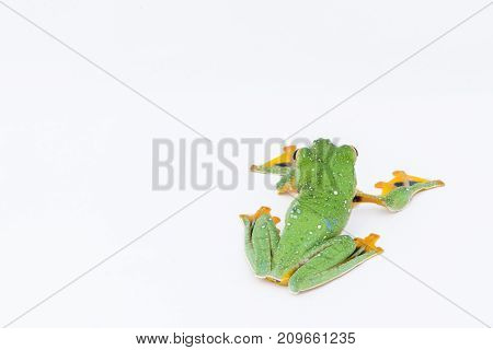 Black-webbed flying tree frog Rhacophorus kio on white background