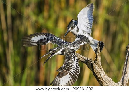 Pied kingfisher in Kruger national park, South Africa ; Specie Ceryle rudis family of Alcedinidae