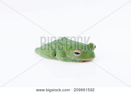 Black-webbed Flying Tree Frog Rhacophorus Kio On White Background