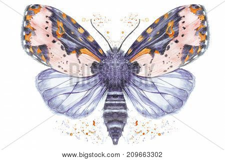 A watercolor drawing of a furry butterfly, a brown color, wings of light with spots on a white background for decor, prints