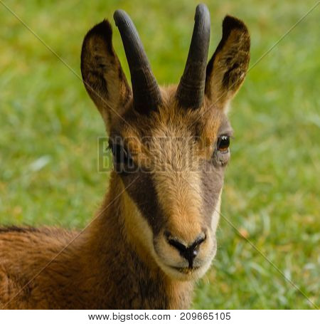 the muzzle of a suede with horns and the typical mask between the eye and the upper lip /close-up of an alpine suede