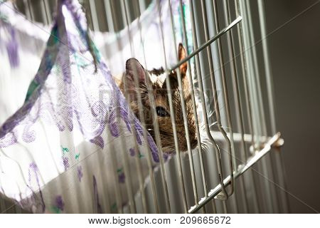 rodent degu sits in its cage and sad