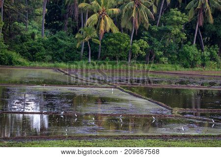 Close-up photograph of paddy fields with crops of rice in Sri Lanka