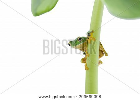Black-webbed flying tree frog Rhacophorus kio on white background