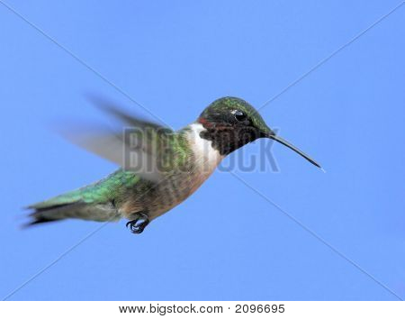 Ruby - Throated Hummingbird w locie