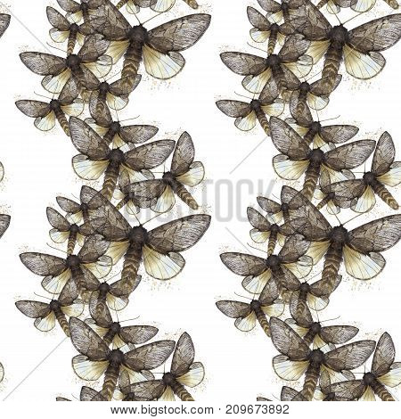Watercolor drawing seamless background of shaggy butterfly moths, night butterfly, brown color, wings light with spots on white background for decor, prints