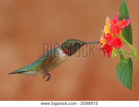 Kolibřík rubínohrdlý s Lantana