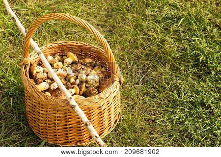 Wicher basket with the collected mushrooms  and  stick of  birch standing on green grass. Autumn forest background.Concept active leisure
