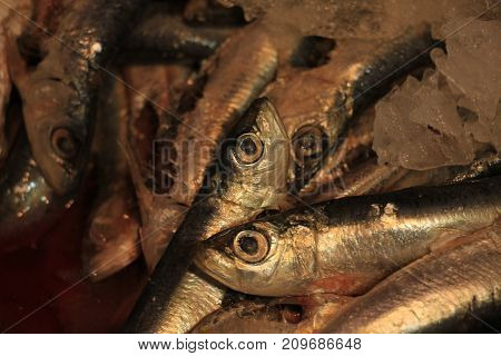 Fresh sardines or pilchards on crushed ice in a fish shop