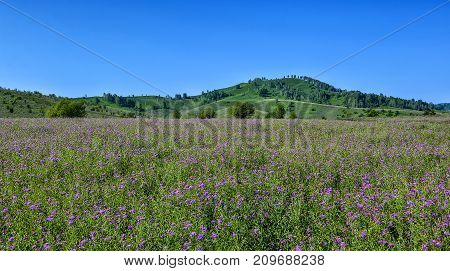 Picturesque mountain sunny landscape of green mountain hills flowering meadow with lilac wild cornflowers and beautiful blue sky at bright summer day - admirable sunshine landscape of Altai mountains Russia