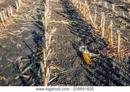 Closeup of a maize ear forgotten after harvesting of the silage maize in a large farm field. It is a sunny day in the Dutch fall season.