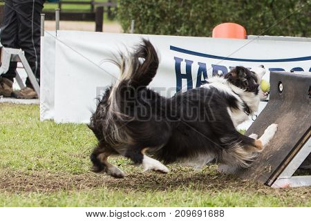 border collie dog sheepdog animal nature pet