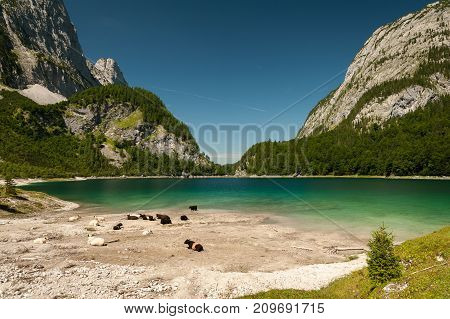 Hinterer Gosausee In Austria In Summer, Cattle Resting Near Water