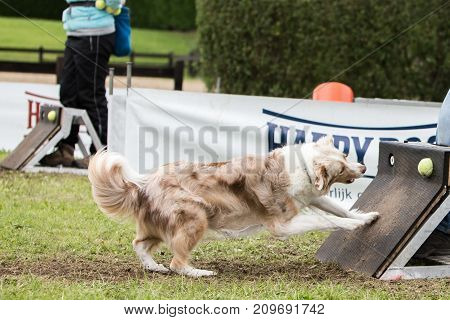 border collie dog sheepdog animal nature pet