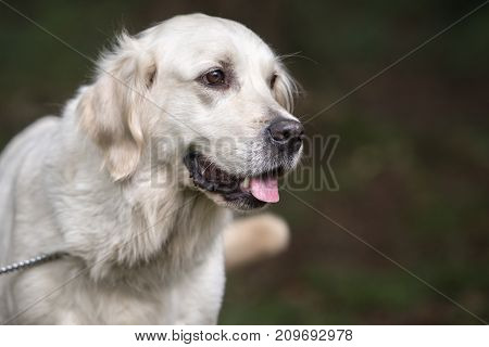 retriever golden dog animal portrait pet canine