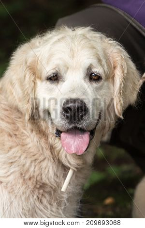 retriever golden dog animal portrait pet animal