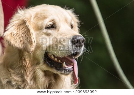 retriever golden dog animal portrait pet animal