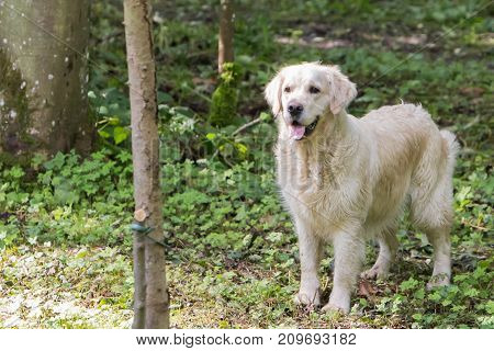 retriever golden dog animal portrait pet animal