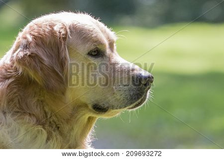 retriever golden dog animal portrait pet animal
