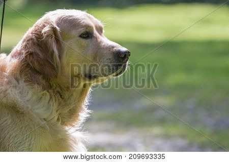 retriever golden dog animal portrait pet animal