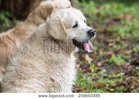retriever golden dog animal portrait pet animal