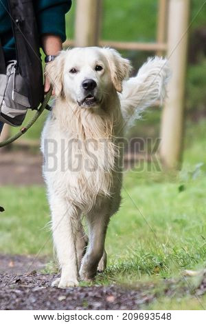 retriever golden dog animal portrait pet animal