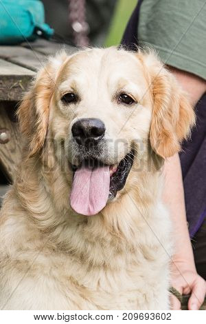 retriever golden dog animal portrait pet animal