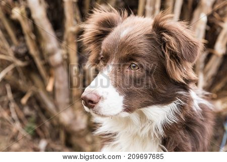 Border collie shepherd dog portrait outdoors adult