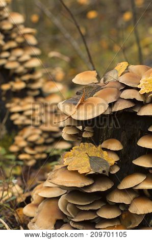 Colony of fungi on a rotten tree stump with fallen leaves in autumn with beautiful bokeh