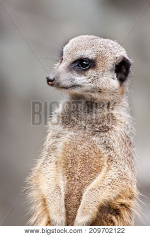 The meerkat or suricate is a small carnivoran belonging to the mongoose family. It is the only member of the genus Suricata