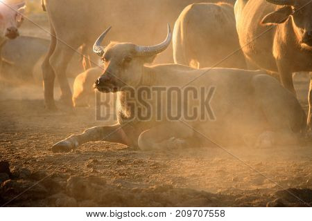 Thai buffalo, Thasala Nakhon Si Thammarat Thailand