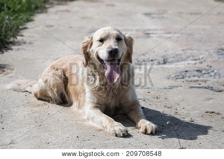 golden retrivers rapport belgium dog portrait outdoors
