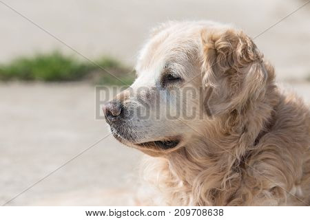 golden retrivers rapport belgium dog portrait outdoors
