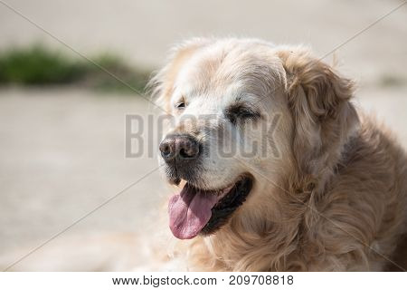 golden retrivers rapport belgium dog portrait outdoors