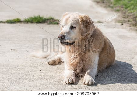 golden retrivers rapport belgium dog portrait outdoors