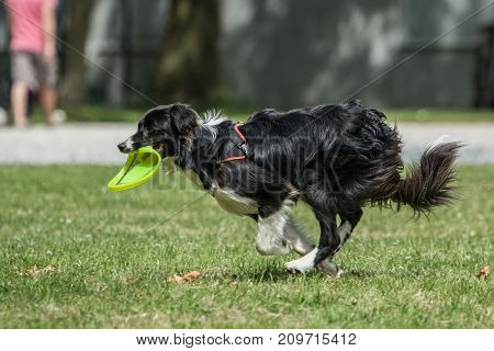 Border collie shepherd dog portrait outdoors adult fresbee
