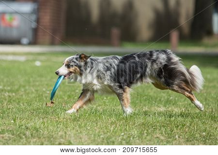 Border collie shepherd dog portrait outdoors adult fresbee