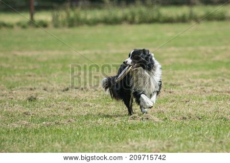 Border collie shepherd dog portrait outdoors adult fresbee