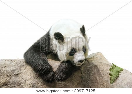 The Giant Panda, Ailuropoda melanoleuca, Also known as panda bear, is a bear native to south central China. Panda resting on a trunk, front view, isolated on white background.