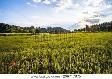 Beautiful landscape at rice field. Yellow rice waiting for harvest season among in the nature with blue sky at sunset.