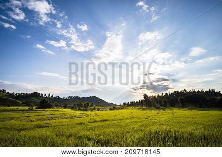 Beautiful landscape at rice field. Yellow rice waiting for harvest season among in the nature with blue sky at sunset.