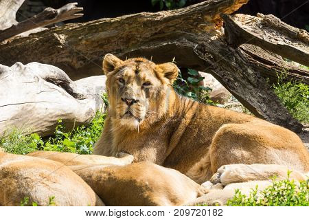 lion pride rests after hunting, male Asian lion and two females