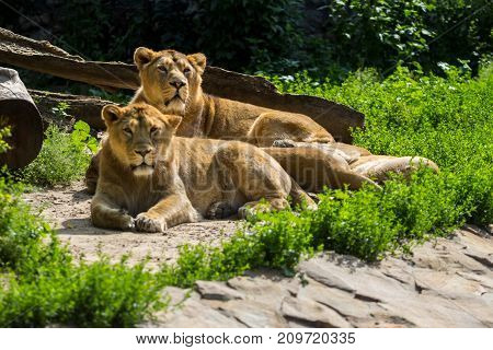 lion pride rests after hunting, male and female Asian lion