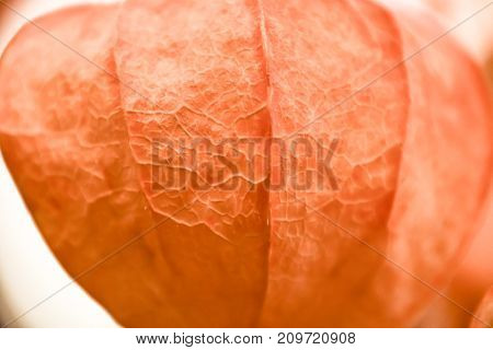 Abstract Phisalys Background Chinese Lantern Orange Macro
