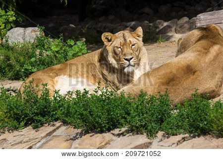 young male Asian lion lazily watching the photographer