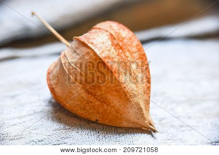 Abstract Phisalys Background Chinese Lantern Orange Macro