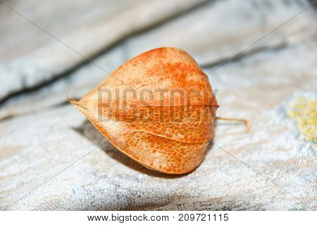 Abstract Phisalys Background Chinese Lantern Orange Macro