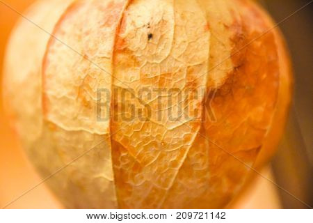 Abstract Phisalys Background Chinese Lantern Orange Macro